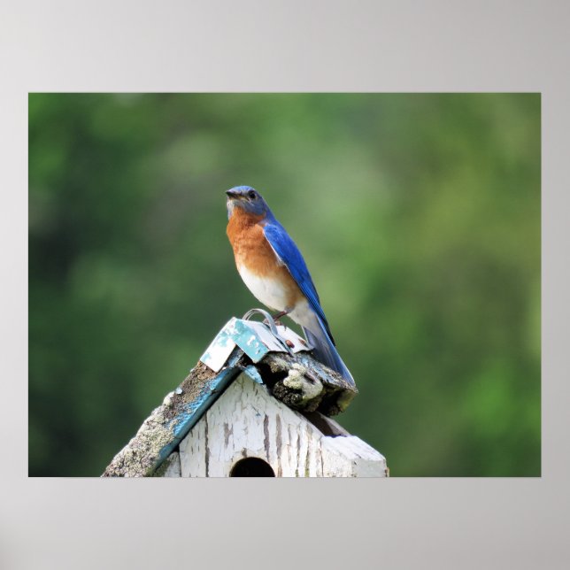 Eastern Bluebird at Home Poster (Front)