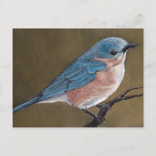 Eastern Bluebird Bird Art Postcard