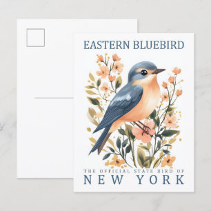 Eastern Bluebird Bird of New York USA Postcard