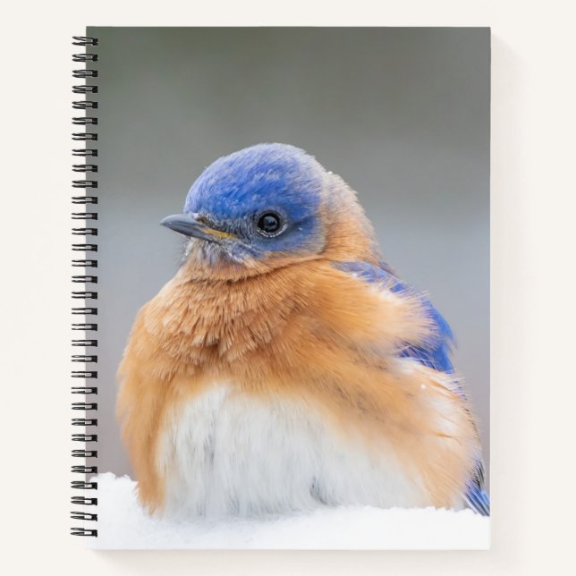 Eastern Bluebird Bird Office Gifts Notebook Spiral (Front)