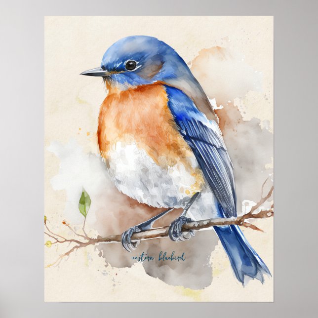 Eastern Bluebird Blue Orange Rustic Watercolor  Poster (Front)
