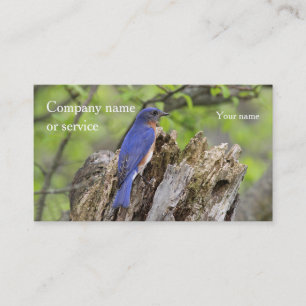 Eastern Bluebird Business Card