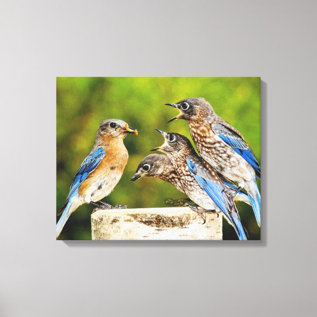 Eastern Bluebird Canvas Print (Front)