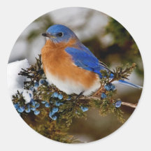 Eastern Bluebird