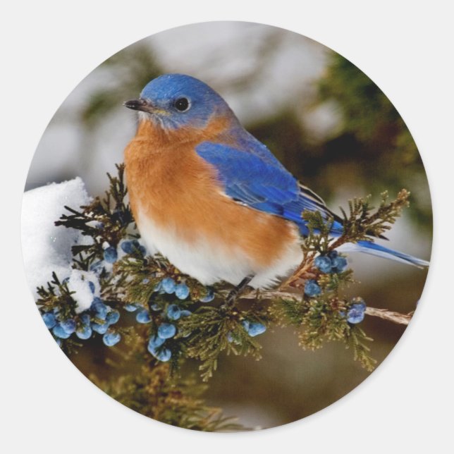 Eastern Bluebird Classic Round Sticker (Front)