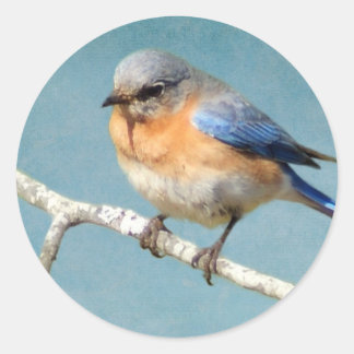 Eastern Bluebird Classic Round Sticker
