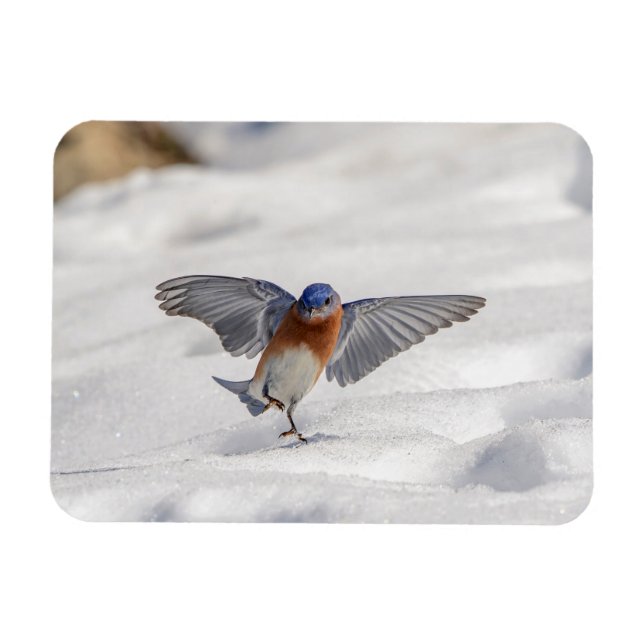 Eastern Bluebird dancing in the snow Magnet (Horizontal)