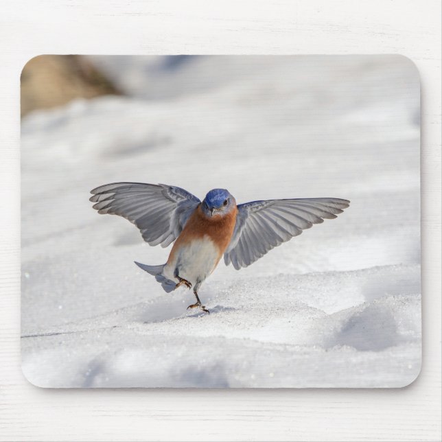 Eastern Bluebird dancing in the snow Mouse Mat (Front)