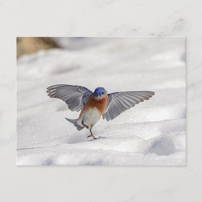 Eastern Bluebird dancing in the snow Postcard (Front)