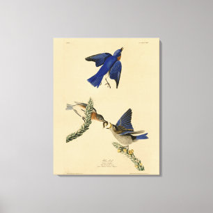 Eastern Bluebird from Audubon's Birds of America Canvas Print
