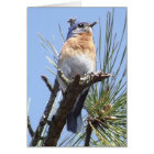 Eastern Bluebird Greeting Card