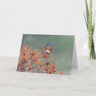 Eastern Bluebird Holiday Card