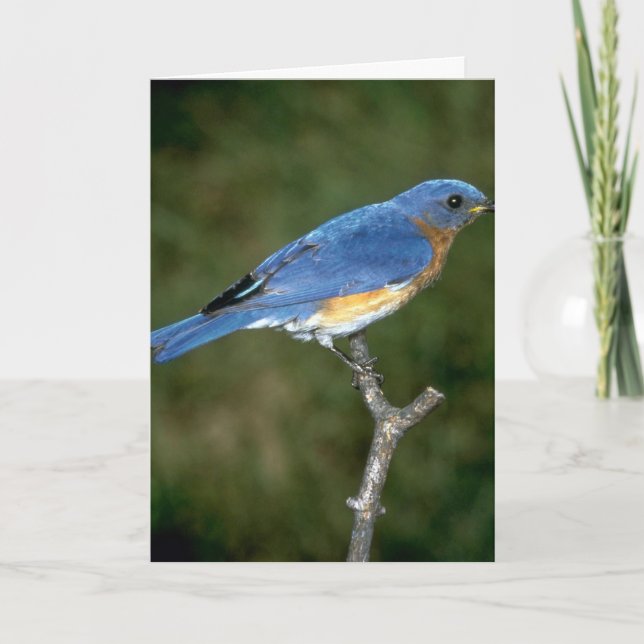 Eastern Bluebird Holiday Card (Front)