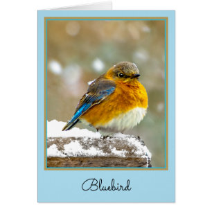 Eastern Bluebird in Snow - Original Photograph