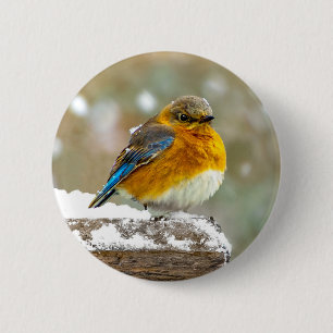 Eastern Bluebird in Snow - Original Photograph 6 Cm Round Badge