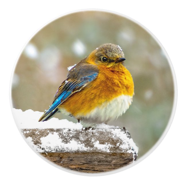 Eastern Bluebird in Snow - Original Photograph Ceramic Knob (Front)