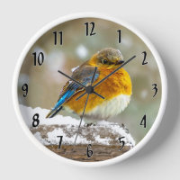 Eastern Bluebird in Snow - Original Photograph