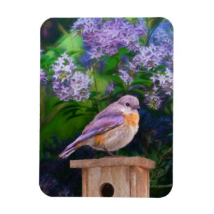 Eastern Bluebird in Snow - Original Photograph Magnet