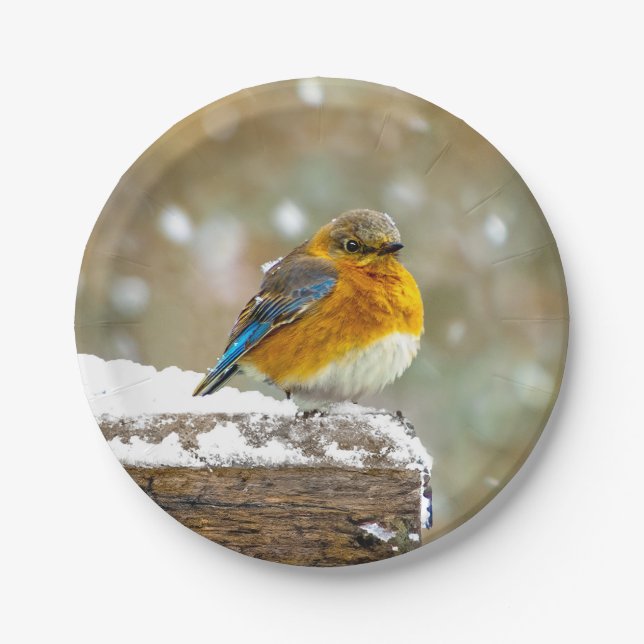Eastern Bluebird in Snow - Original Photograph Paper Plate (Front)