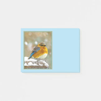 Eastern Bluebird in Snow - Original Photograph Post-it Notes