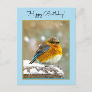 Eastern Bluebird in Snow - Original Photograph Postcard