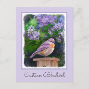 Eastern Bluebird in Snow - Original Photograph Postcard