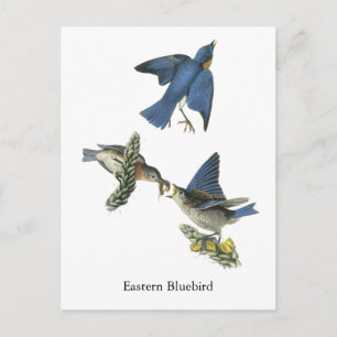 Eastern Bluebird, John Audubon Postcard