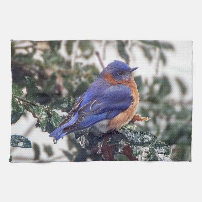 Eastern Bluebird Kitchen Towel (Horizontal)