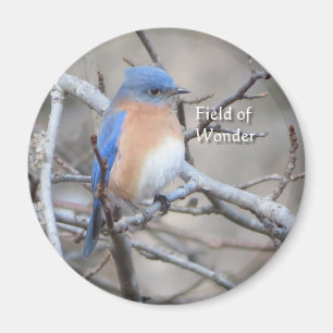 Eastern Bluebird magnet