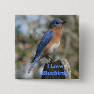 Eastern Bluebird Male Button