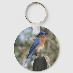 Eastern Bluebird Male Keychain