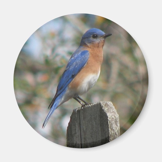 Eastern Bluebird Male Magnet (Front)
