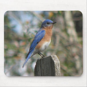 Eastern Bluebird Male Mousepad