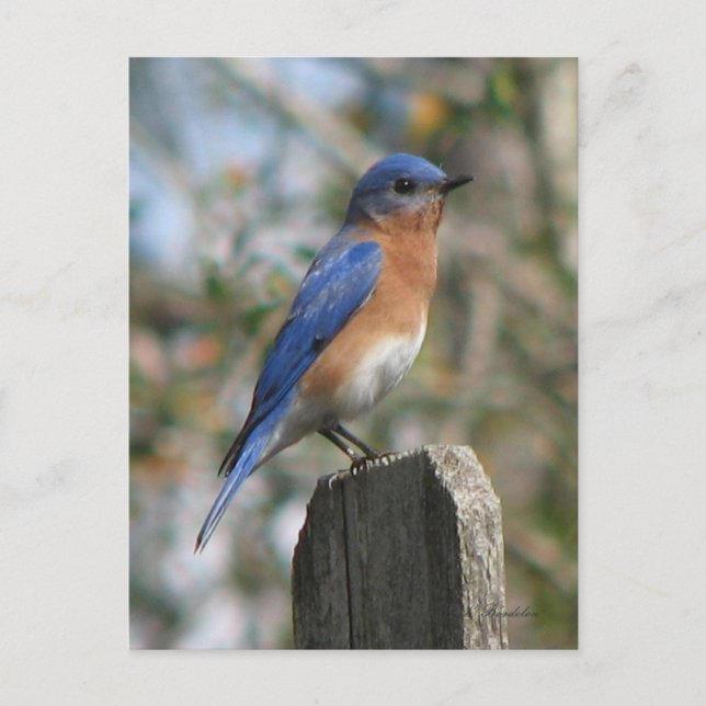 Eastern Bluebird Male Postcard (Front)
