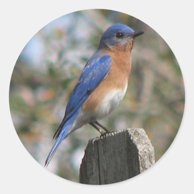 Eastern Bluebird Male Sticker (Front)