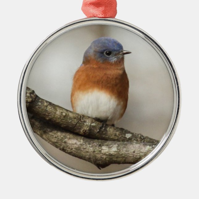 Eastern Bluebird Metal Tree Decoration (Front)