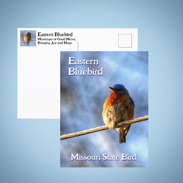 Eastern Bluebird Missouri State Bird Photographic Postcard (Creator Uploaded)