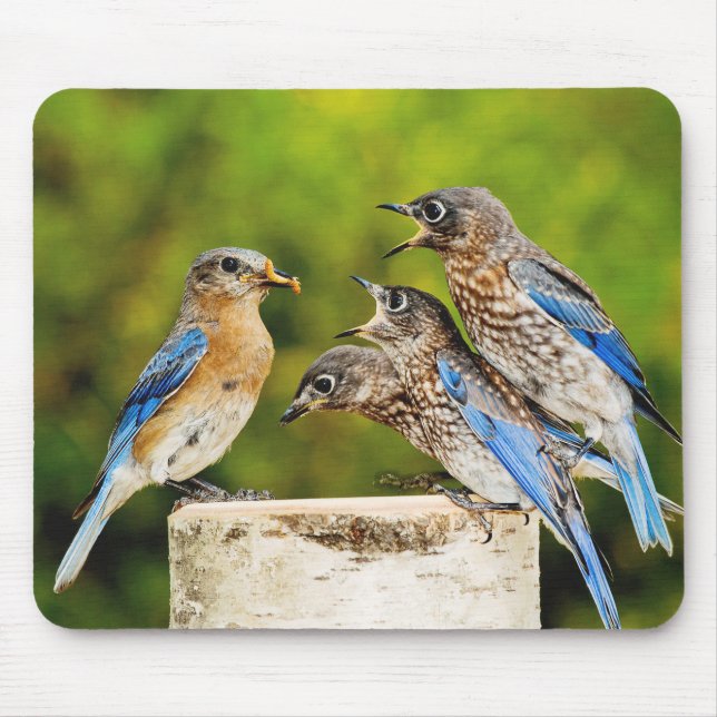Eastern Bluebird Mouse Mat (Front)