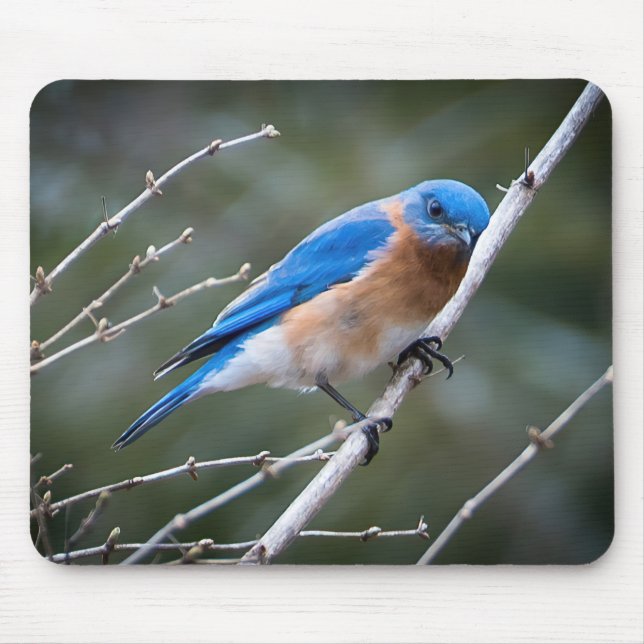 Eastern Bluebird Mouse Mat (Front)