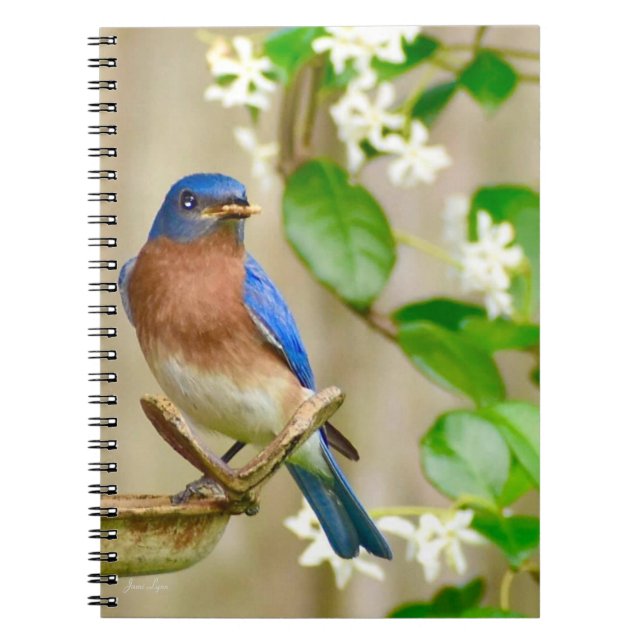 Eastern Bluebird Notebook spiral journal gift (Front)