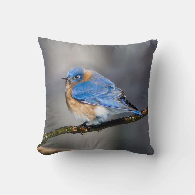 Eastern Bluebird on Ice Covered Limb Throw Pillow (Front)
