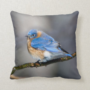 Eastern Bluebird on Ice Covered Limb Throw Pillow