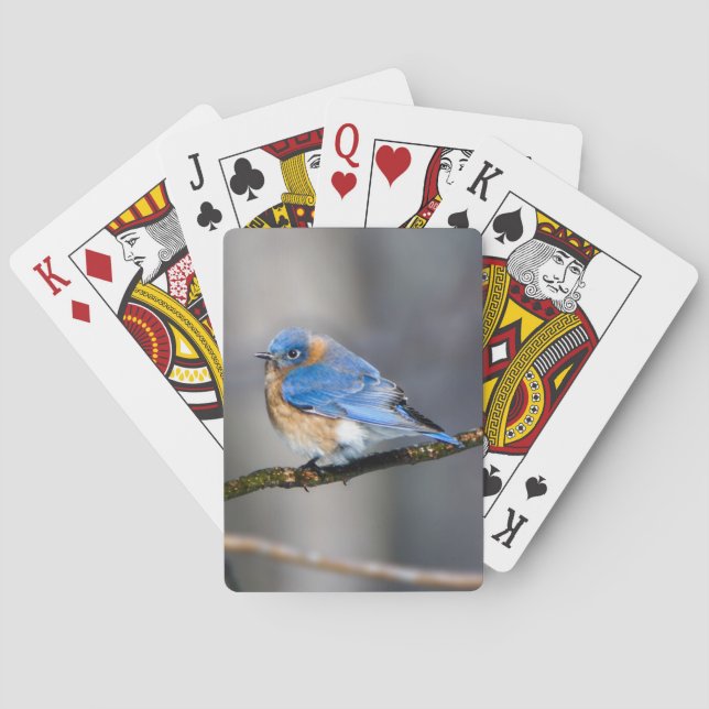 Eastern Bluebird on Limb Playing Cards (Back)