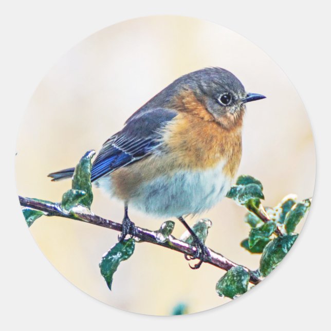 Eastern Bluebird on Limb Round Sticker (Front)