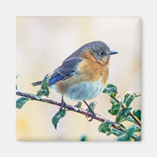 Eastern Bluebird on Limb Square Magnet