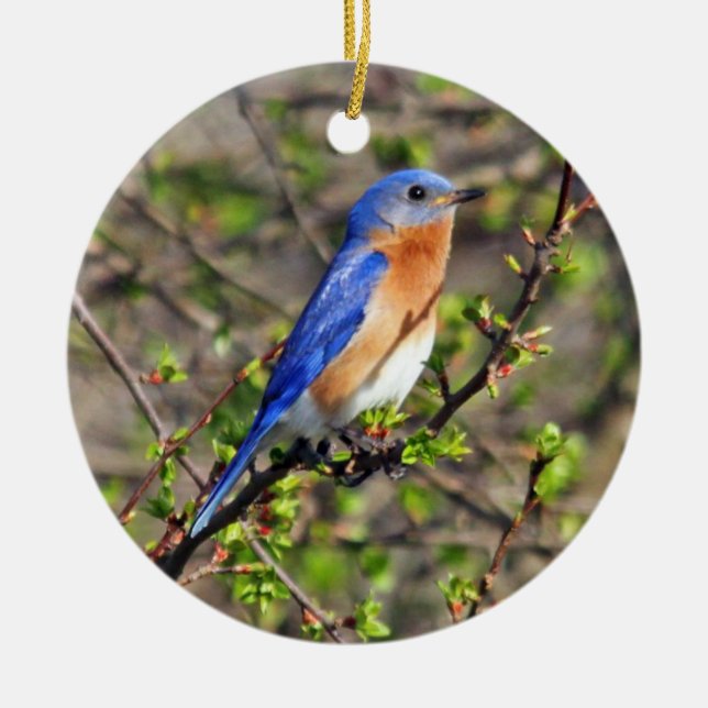 Eastern Bluebird Ornament (Front)