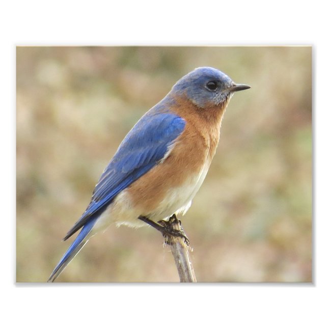 Eastern Bluebird Photo Print (Front)