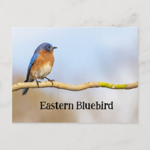 Eastern Bluebird Postcard