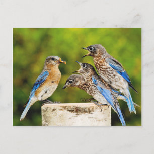 Eastern Bluebird Postcard