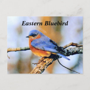 Eastern Bluebird Postcard